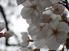 満開の桜３