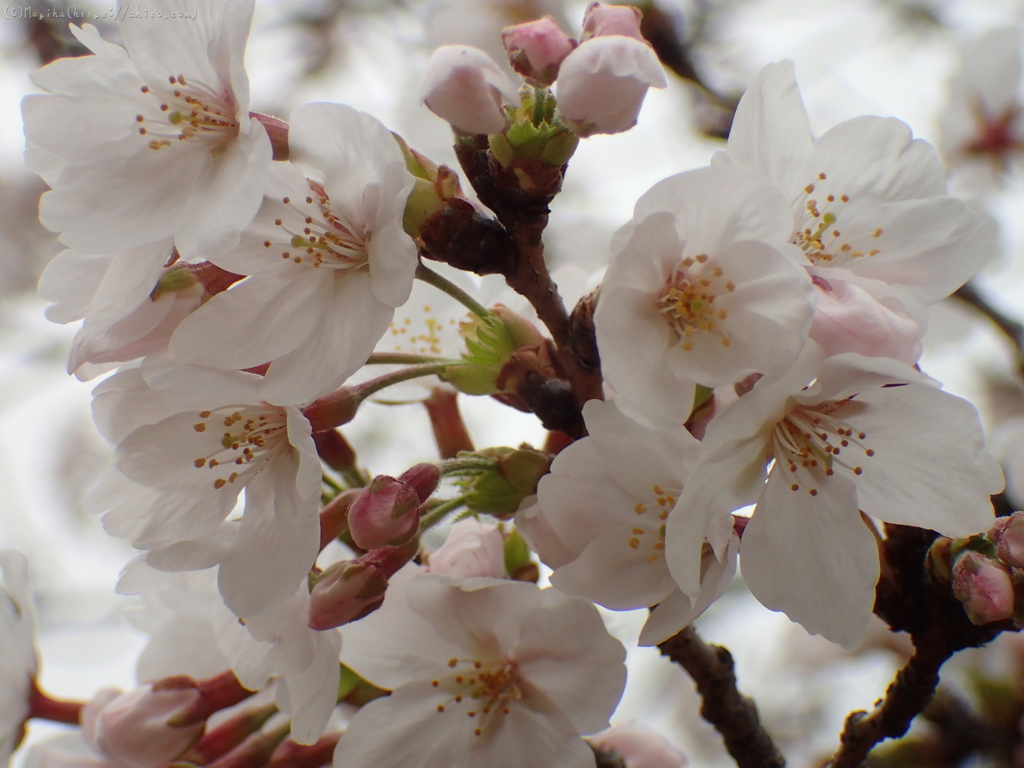 満開の桜５