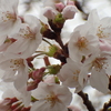 満開の桜５