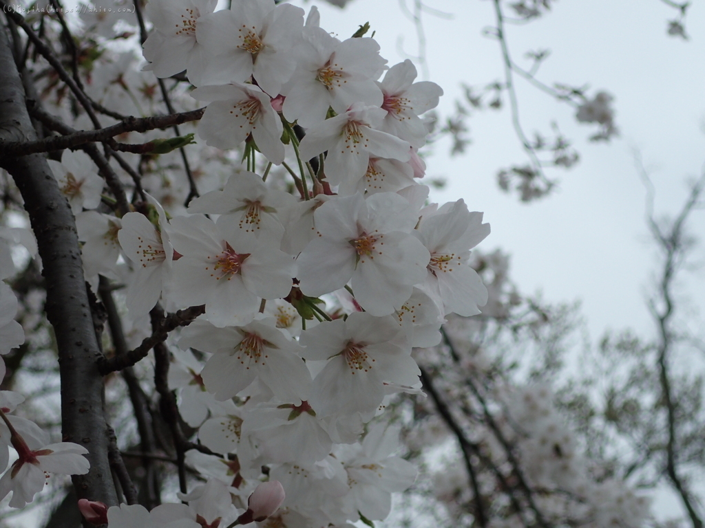 雨の中の桜