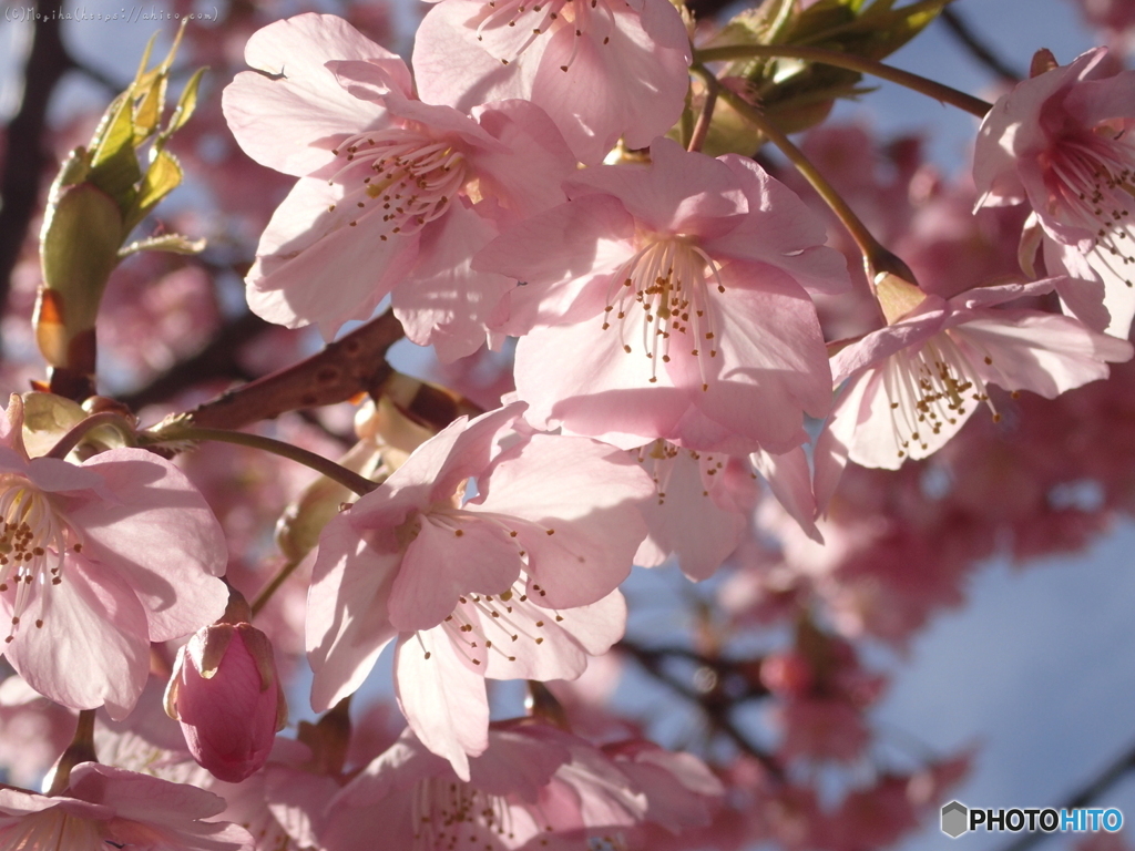 河津桜