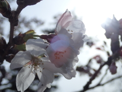 夕暮れの桜・５