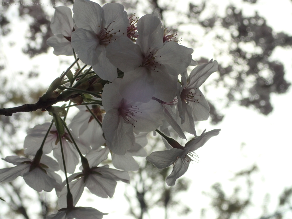 朝日と桜２