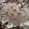 満開の桜６