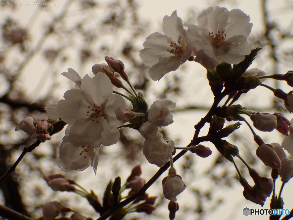 雨の中の桜