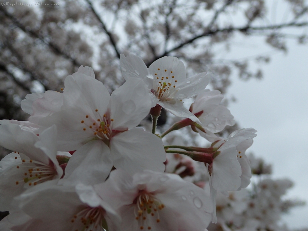 雨の中の桜