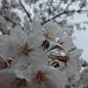 雨の中の桜