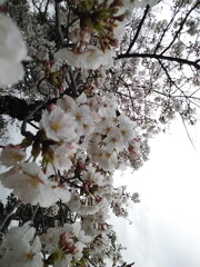 昼頃の満開の桜・２