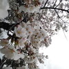 昼頃の満開の桜・２