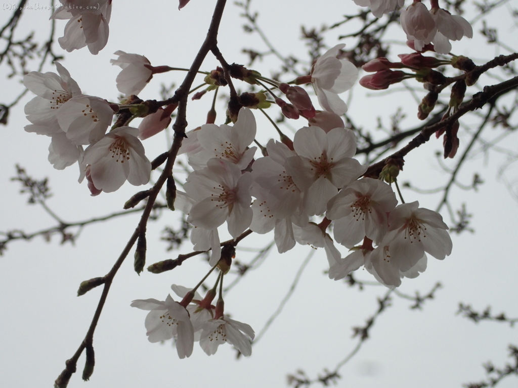 満開の桜７