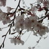 満開の桜７