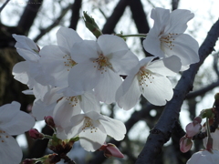 夕暮れの桜・４