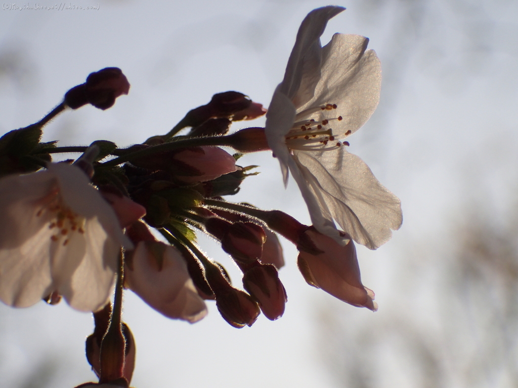 朝の桜・４