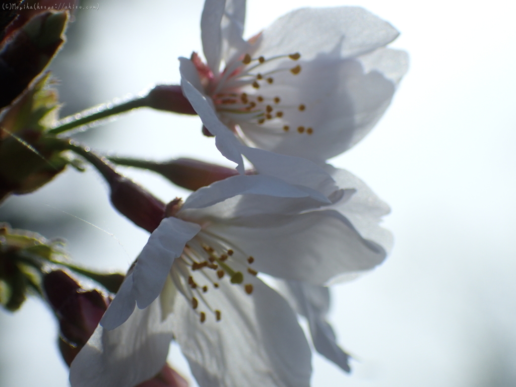 夕暮れの桜・７