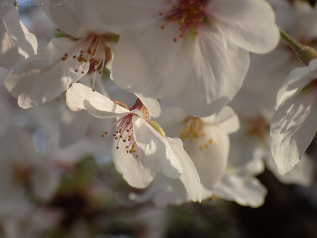 朝日と桜４