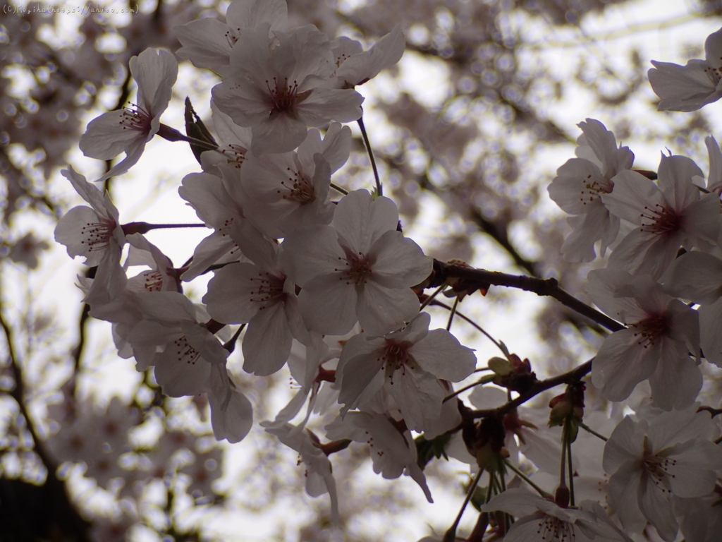 雨の中の桜