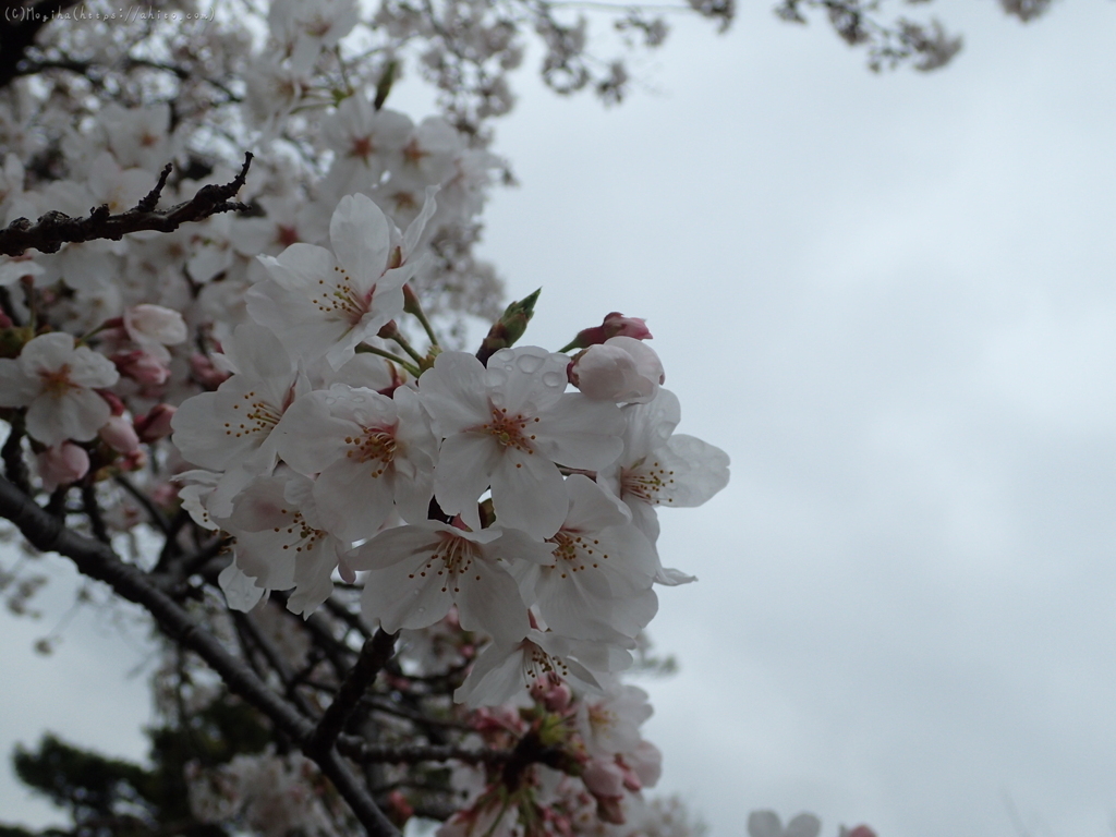 雨の中の桜