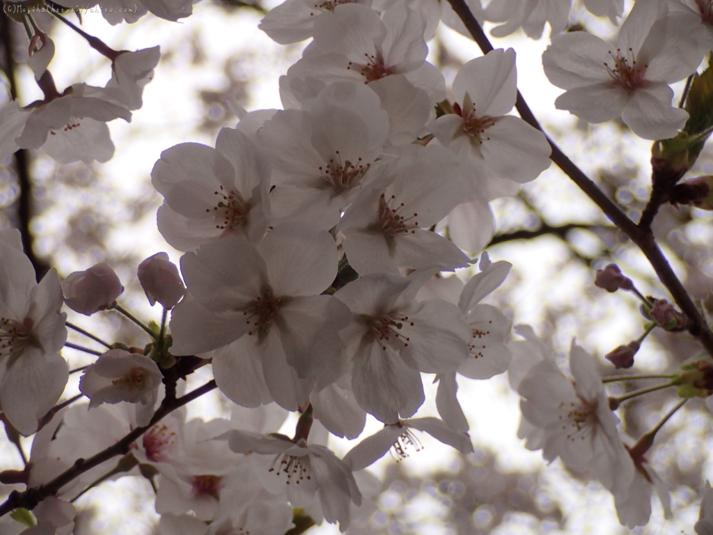 雨の中の桜