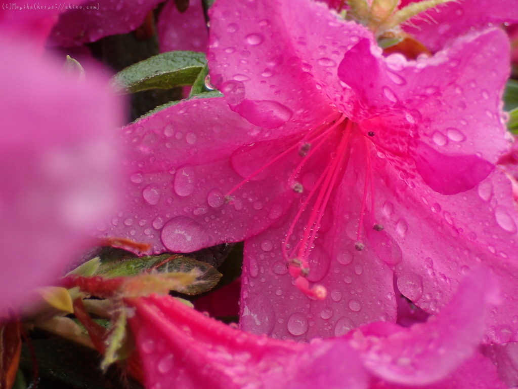 雨の中のつつじ４