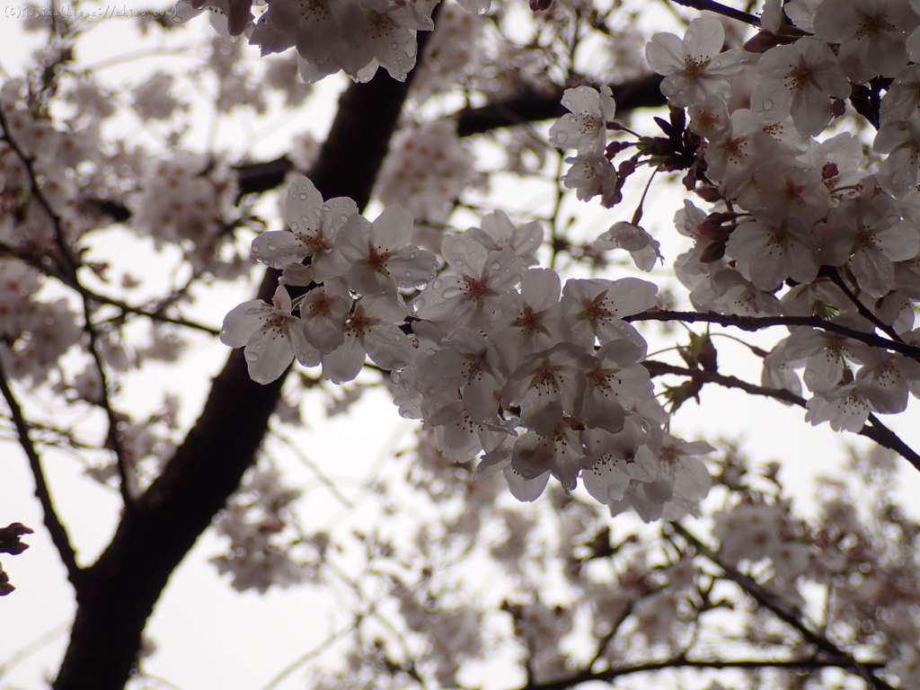 桜・雨の中の満開８