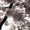 桜・雨の中の満開８