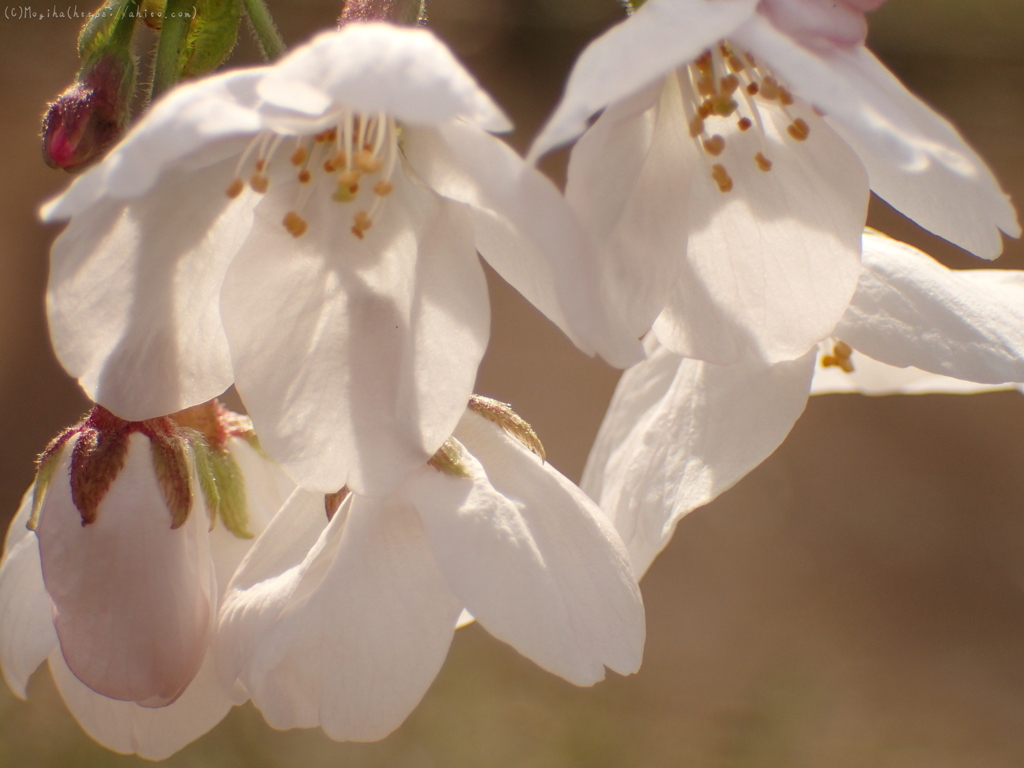 夕暮れの桜