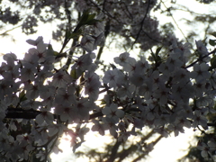 朝日と桜・１