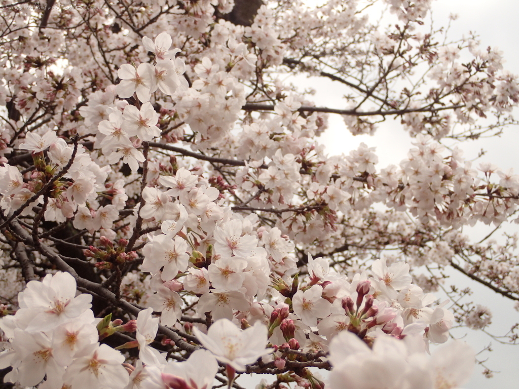 雨のち晴れの桜・４