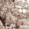 雨のち晴れの桜・４