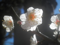 梅の花