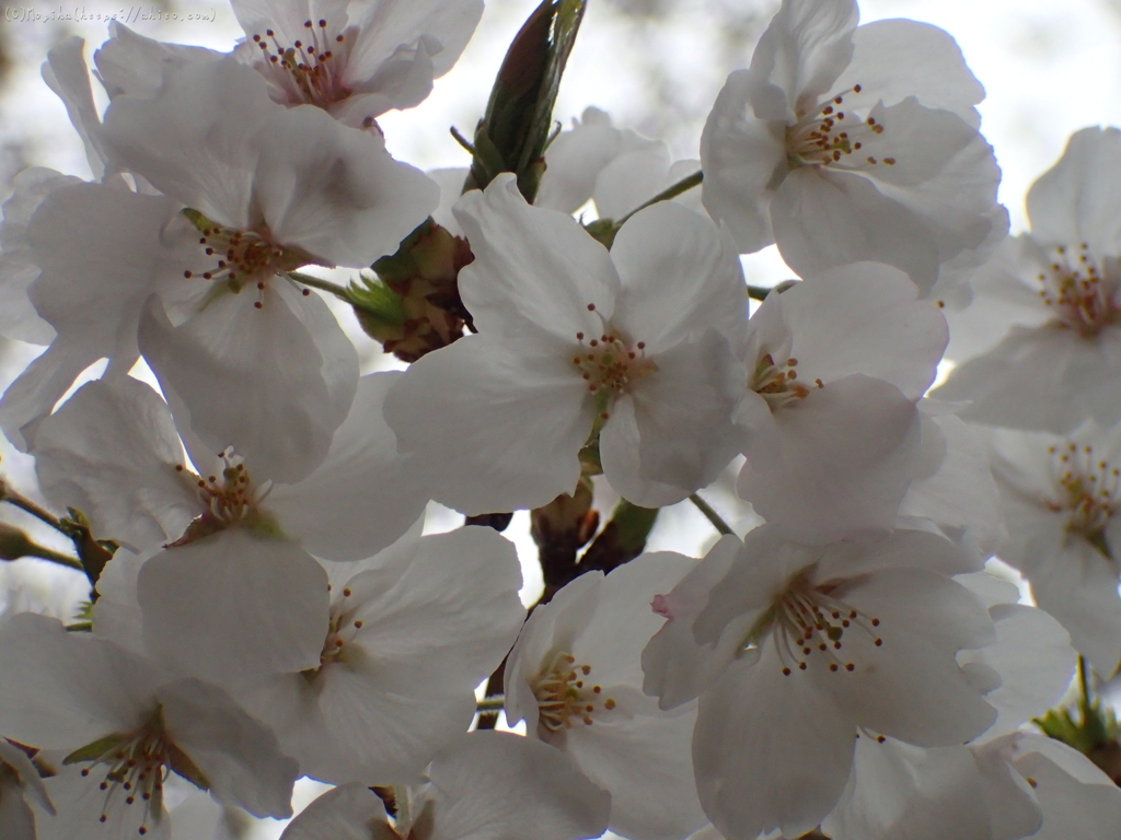 満開の桜２