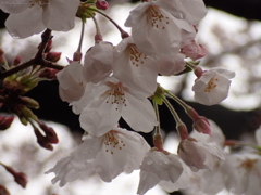 桜・雨の中の満開５
