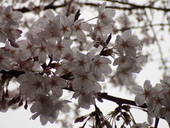 桜・雨の中の満開