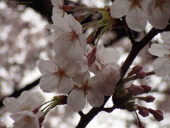 桜・雨の中の満開４