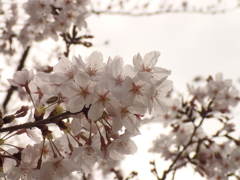 雨のち晴れの桜・１