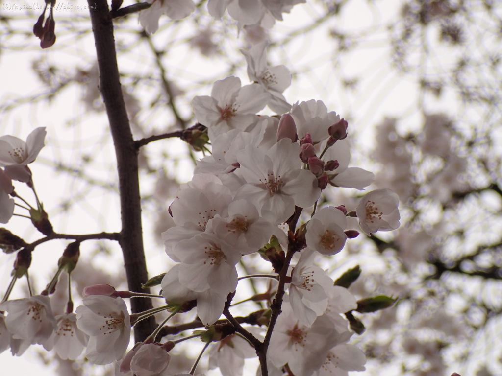 満開の桜・２