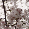 満開の桜・２