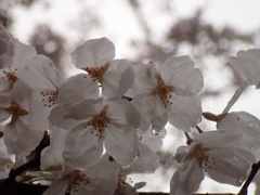 桜・雨の中の満開６