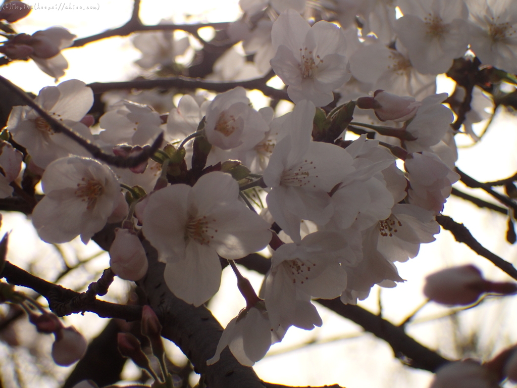 夕暮れの桜・２