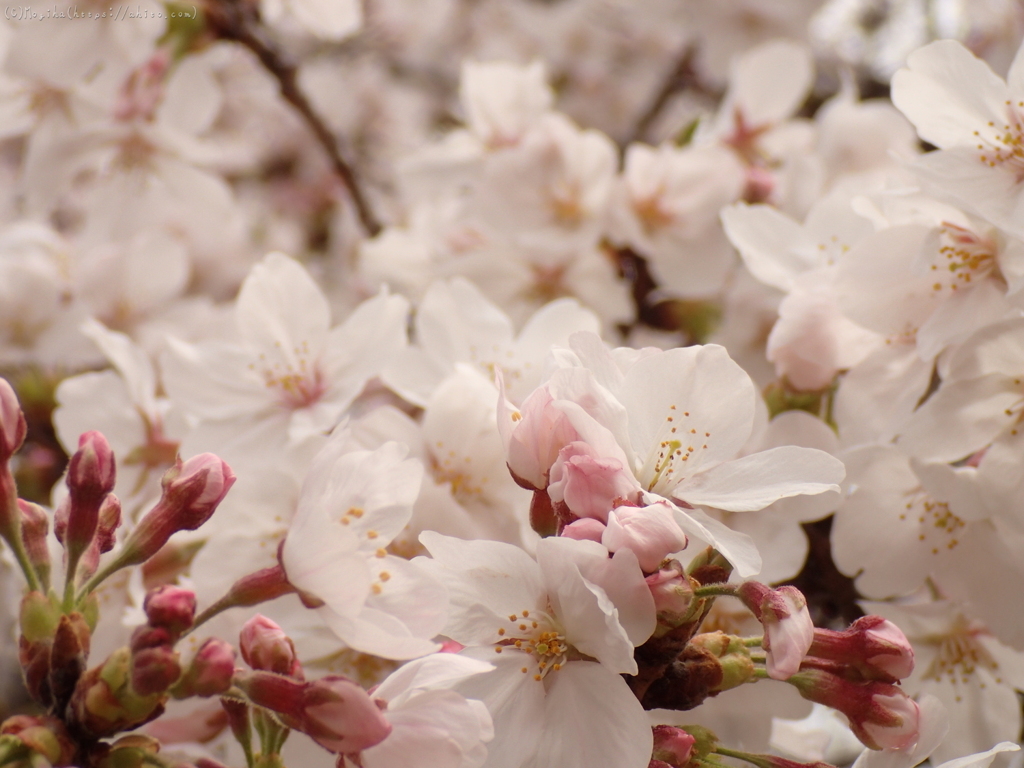 雨のち晴れの桜・２