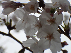 満開の桜４