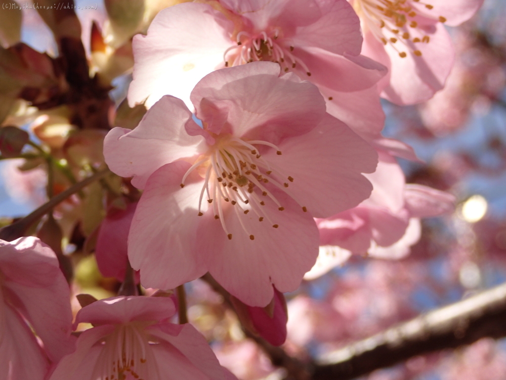 河津桜