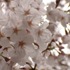 満開の桜・４