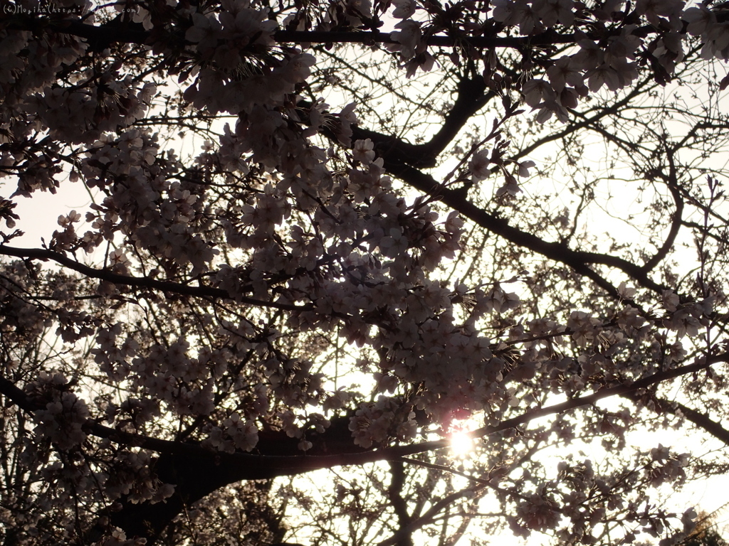 朝の桜