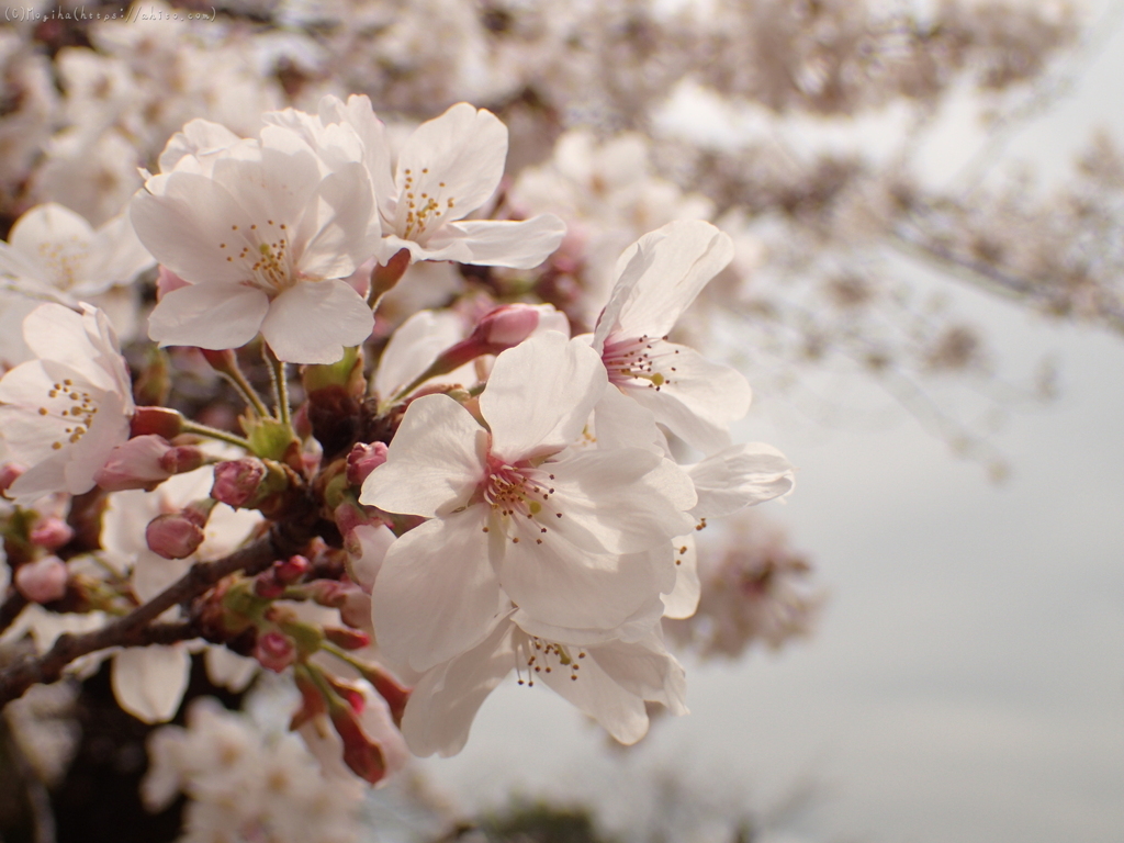 雨のち晴れの桜・３