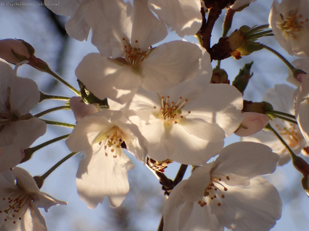 朝の桜・３