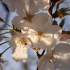 朝の桜・３