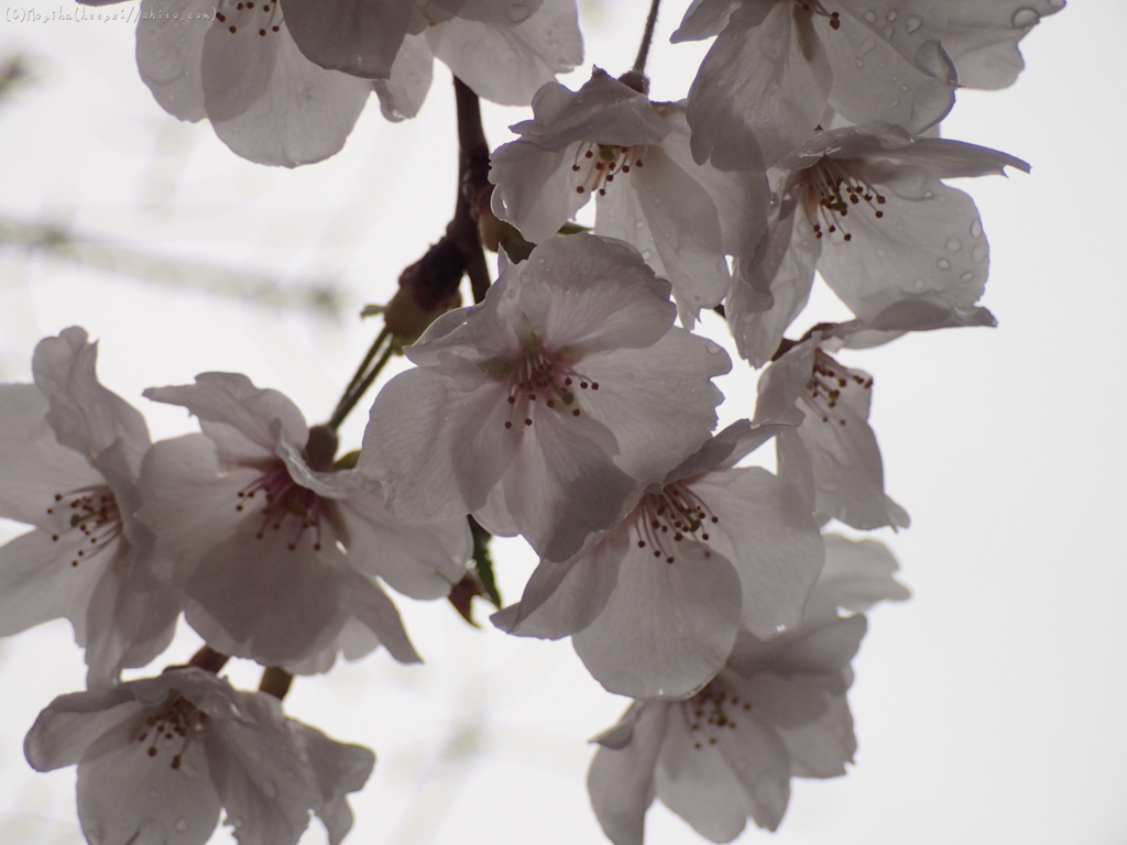 桜・雨の中の満開７