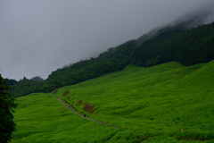 雨季の緑