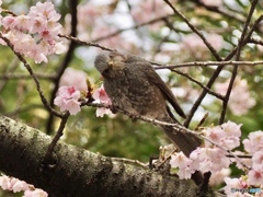 春がこっちみてる